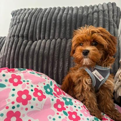 A dog settling in for a cosy stay at Barkingham Lodge