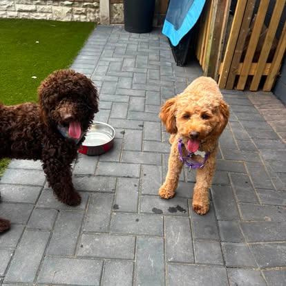 Two dogs playing together in the garden at Barkingham Lodge